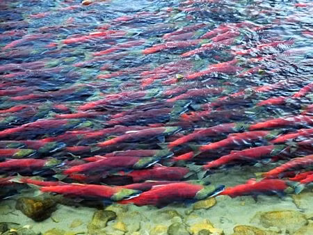 Các con cái sẽ tìm kiếm một vị trí đáy ngập nước để bắt đầu xây dựng tổ của mình. Sau đó, chúng sẽ sử dụng miệng để cạo vật liệu trên bờ, như một loại đá, đá trang trí, cỏ, tảo hay các loại sỏi khác, rồi một cách chỉn chu tạo ra những cái tổ kiên cố. Điều này giống như một ngôi nhà đắt giá của cá hồi.