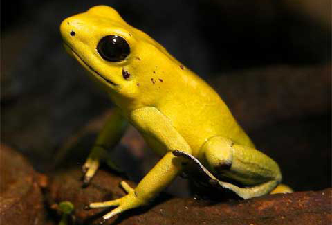 Đại diện tiêu biểu cho họ ếch phi tiêu độc là ếch phi tiêu vàng (tên khoa học là Phyllobates terribilis). Da của chúng có thể tiết ra batrachotoxin - chất độc có khả năng giết chết từ 10-20 người đàn ông khỏe mạnh.