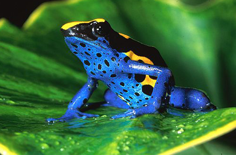 Với chiều dài khoảng 5 cm, chúng tiết ra batrachotoxin, chất độc có thể ngăn chặn hoạt động của tế bào thần kinh tới các cơ, gây tê liệt và dẫn tới tử vong nhanh chóng.