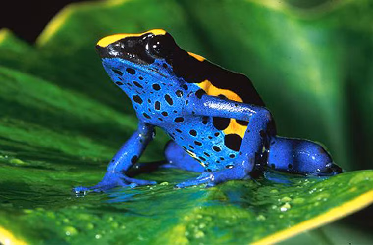 Với chiều dài khoảng 5 cm, chúng tiết ra batrachotoxin, chất độc có thể ngăn chặn hoạt động của tế bào thần kinh tới các cơ, gây tê liệt và dẫn tới tử vong nhanh chóng.