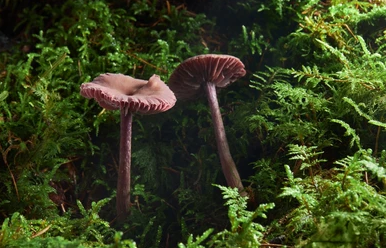 Các tín hiệu này có thể chứa các phân tử hóa học như hormon và enzym, và được truyền qua sợi nấm hyphae.