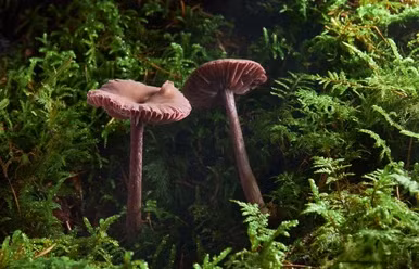 Các tín hiệu này có thể chứa các phân tử hóa học như hormon và enzym, và được truyền qua sợi nấm hyphae.