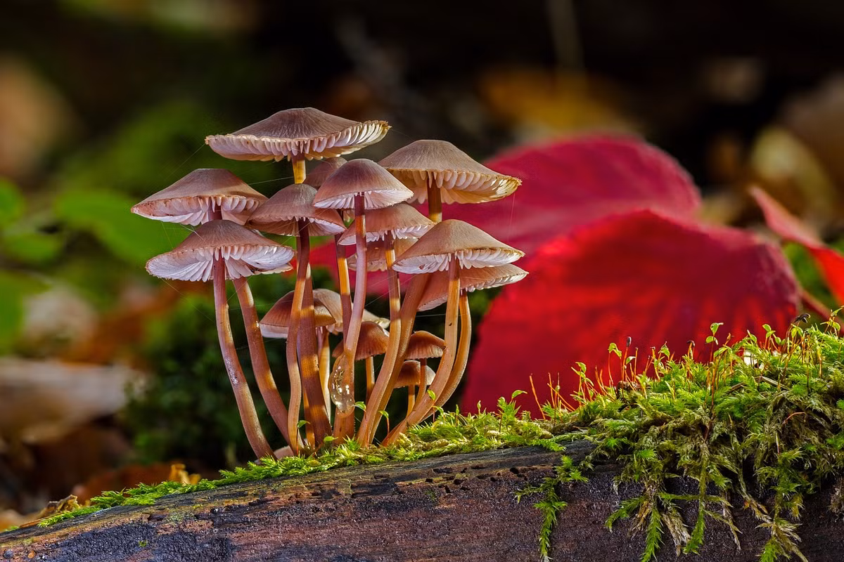 Nhờ quá trình truyền tín hiệu này, các cây nấm khác trong mạng nấm cũng nhận được tín hiệu và phản ứng tương ứng.