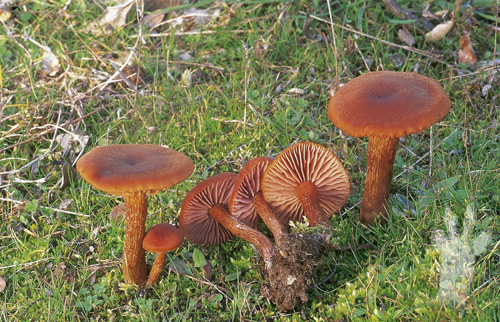 Mạng nấm bao gồm các sợi nấm nhỏ, gọi là sợi nấm hyphae, tạo thành một mạng lưới kết nối giữa các cây và các cây nấm khác trong một khu vực nhất định.