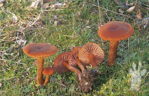 Mạng nấm bao gồm các sợi nấm nhỏ, gọi là sợi nấm hyphae, tạo thành một mạng lưới kết nối giữa các cây và các cây nấm khác trong một khu vực nhất định.