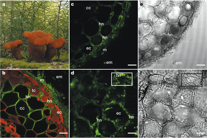 Cây nấm Laccaria bicolor là một trong những loại nấm có mối quan hệ gắn kết đặc biệt với các loại cây, qua một quá trình gọi là quan hệ nấm rễ.