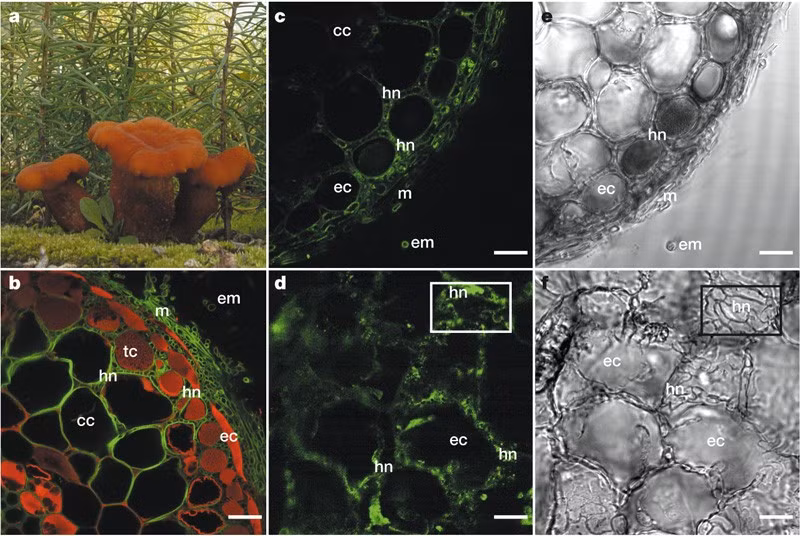 Cây nấm Laccaria bicolor là một trong những loại nấm có mối quan hệ gắn kết đặc biệt với các loại cây, qua một quá trình gọi là quan hệ nấm rễ.