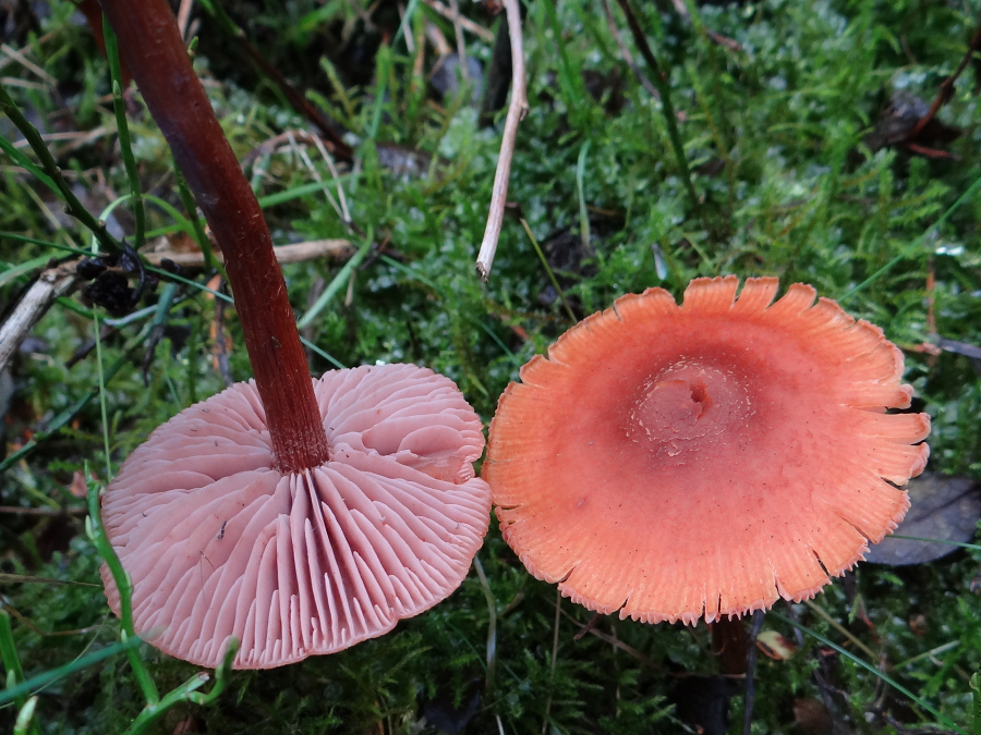 Một trong những chức năng quan trọng của mạng nấm là truyền tải các chất dinh dưỡng và tín hiệu giữa các thành viên của mạng.