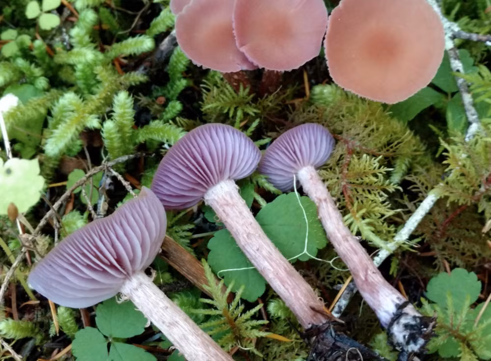 Thông qua phân tích tín hiệu, nhóm nghiên cứu nhận thấy sau cơn mưa, nấm sẽ bắt đầu "giao tiếp" bằng cách truyền tín hiệu cho nhau. Giữa các cây nấm nằm gần nhau, việc truyền tín hiệu sẽ mạnh hơn.