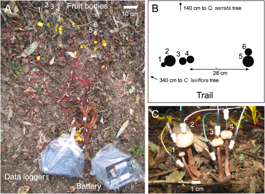 Các chuyên gia đã gắn các điện cực vào cụm 6 cây nấm Laccaria bicolor và theo dõi chúng điện thế của nấm và đo bằng đơn vị megavolt.