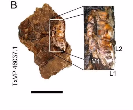Nguyên nhân là vì Beesiiwo cooowuse là họ hàng xa của cả cá sấu và chim ngày nay.