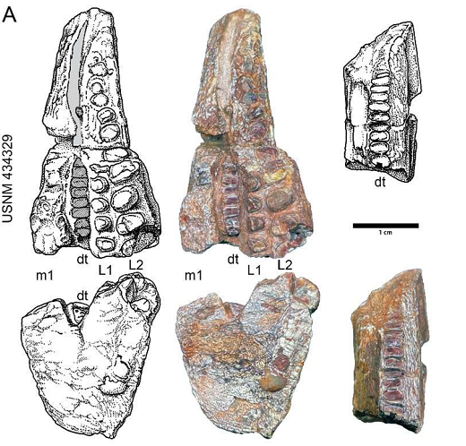 Nhờ tính chất độc đáo của nó, Beesiiwo cooowuse có thể cung cấp thông tin quý giá về cách khủng long nhỏ tương tác với môi trường và các loài khác trong hệ sinh thái xưa.