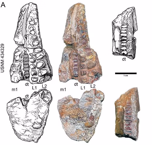 Nhờ tính chất độc đáo của nó, Beesiiwo cooowuse có thể cung cấp thông tin quý giá về cách khủng long nhỏ tương tác với môi trường và các loài khác trong hệ sinh thái xưa.