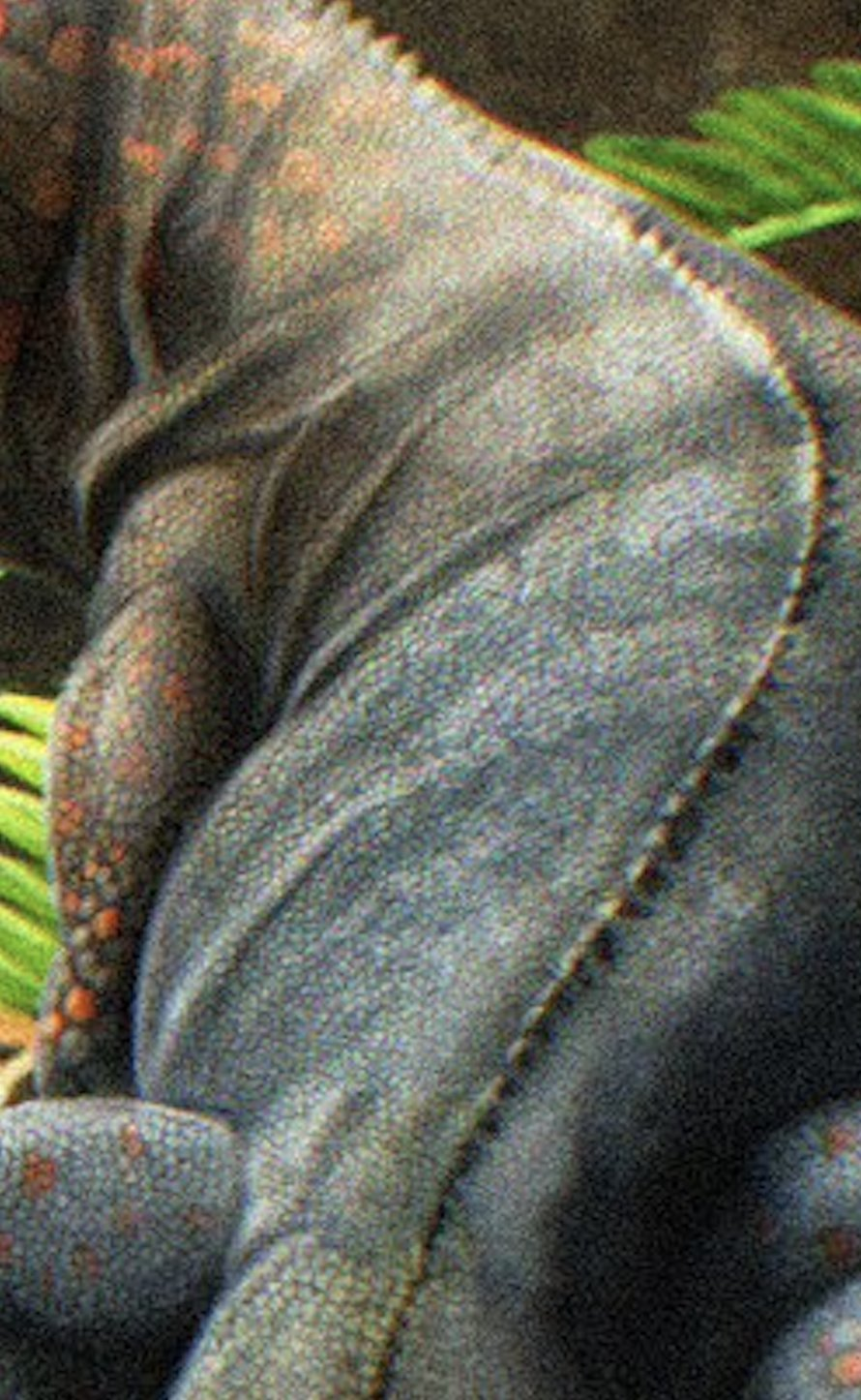 Beesiiwo cooowuse không hề to lớn, chỉ nặng 5-7 kg, dài khoảng 0,6 m.