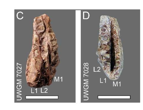 Loài này có thể giúp các nhà khoa học hiểu rõ hơn về môi trường sống và hệ sinh thái của thời kỳ Tam Điệp.
