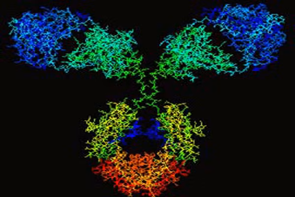 Lúc bình thường, cơ thể người chỉ có một vài kháng thể nhưng khi có kẻ lạ mặt được nhận diện và tình trạng “khẩn cấp” được ban bố, cơ thể tự sản sinh ra nhiều kháng thể hơn nhằm mục đích đánh bại những kẻ lạ mặt. Sau khi tấn công, một số kháng thể sẽ được giữ lại mãi mãi để nếu những tác nhân xâm lấn đặc biệt đó quay trở lại thì cơ thể sẽ đủ sức đánh bại chúng.