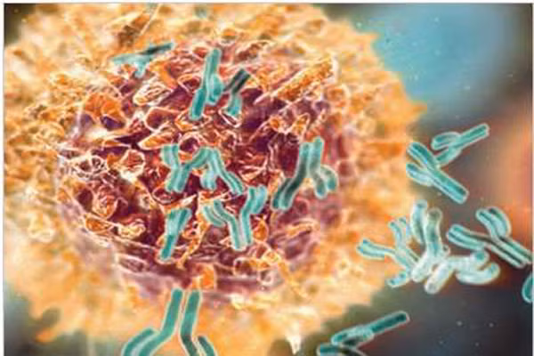 Kháng thể: Là những protein hình chữ Y. Phần đặc biệt của kháng thể là phần đầu hai nhánh chữ Y, rất nhạy cảm với một kháng nguyên cụ thể. Khi hai đầu Y này chạm vào lớp ngoài của hạt virus hoặc thành của tế bào vi khuẩn nào đó nó sẽ phát tín hiệu rằng, phải loại bỏ những kẻ xâm lược đó. Kháng thể có nhiệm vụ nhận diện các tế bào xâm lấn và vô hiệu hóa chúng để các bạch cầu tiêu diệt.