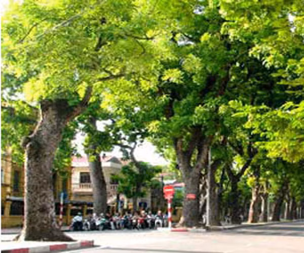 Trao đổi với báo chí, lương y Quốc Trung từng cho biết, dân gian cũng lấy lá cây xà cừ chiết xuất tinh dầu làm thuốc giảm đau.