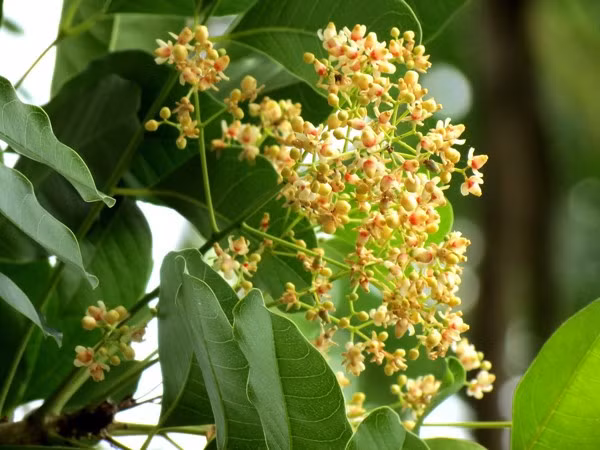 Phải chăng vì những công dụng chữa bệnh nói trên mà hàng loạt cây xà cừ tại Hà Nội vừa qua bị lột vỏ một cách bí ẩn?