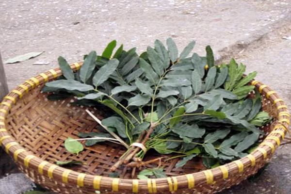 Chữa sưng. Dùng lá xà cừ non giã nhỏ, cho thêm rượu vào sền sệt đắp lên những chỗ sưng tấy cũng có tác dụng rõ rệt.