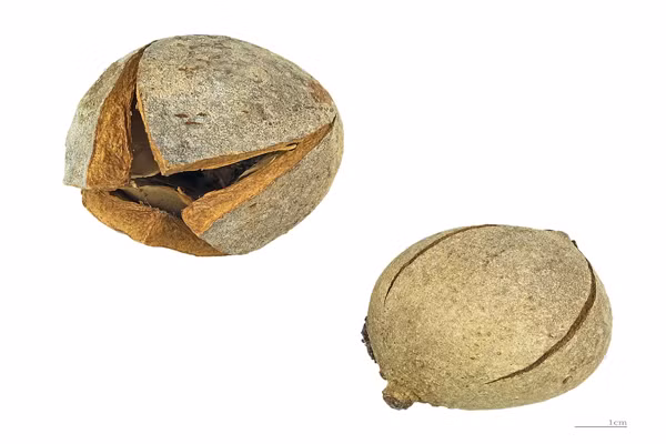 Cây xà cừ được tận dụng tất cả các bộ phận, từ gốc đến ngọn để chữa bệnh. Hạt xà cừ chứa 67% dầu béo và giàu axit olic. Do đó, nó còn được dùng để chế biến dầu ăn, bã ép hạt dùng làm dầu đánh cá rất hiệu quả.