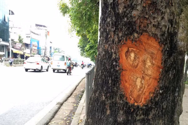  Vỏ xà cừ chữa ghẻ. Theo dân gian, dùng một nắm lá và một ít vỏ cây xà cừ đem đun lên, chắt lấy nước tắm khoảng một tuần là sẽ hết bệnh ghẻ. Còn theo Đông y, đun sôi hoặc cô đặc vỏ cây xà cừ bôi lên vùng bị ghẻ lở sẽ cho hiệu quả bất ngờ.