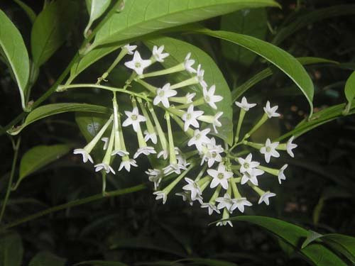 Tuy nhiên, nếu ngửi quá nhiều và quá lâu, mùi hoa dạ hương sẽ làm cho những người bị cao huyết áp và người bị bệnh tim cảm thấy chóng mặt hoa mắt, khó chịu. Không những thế, hoa dạ hương còn chứa một loại chất kiềm độc. Nếu tiếp xúc với hoa quá lâu sẽ làm cho tóc bị rụng nhanh. Ảnh: wordpress