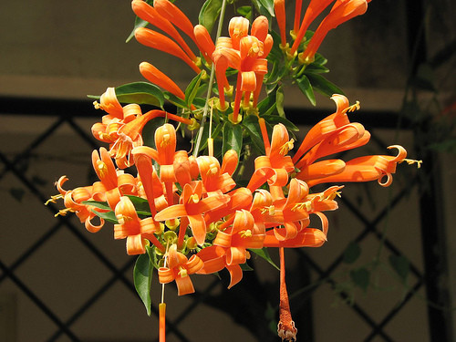 Hoa chùm pháo (mao địa hoàng) là một loài hoa đẹp với những chùm hoa chĩa thẳng lên trời như một ngọn tháp. Loài hoa này được sử dụng làm nguyên liệu để bào chế thuốc chữa bệnh tim và một số bệnh thường gặp khác như thiếu máu và táo bón. Tuy nhiên, nếu ăn tươi, nó có thể gây rối loạn nhịp tim và đau bụng dữ dội. Ảnh: blogspot