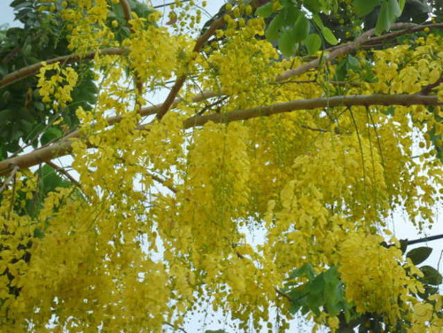 Muồng hoàng yến (hoa bò cạp vàng, hoa osaka). Hoa muồng hoàng yến có màu vàng thành từng chùm rực rỡ, thường nở từ tháng 6 đến tháng 9 hàng năm. Chùm hoa dài, rủ xuống, dài 20-40 cm, cụm hoa lớn, rất đẹp. Nhưng nó có thể gây ngộ độc cho con người nếu vô tình ăn phải. Ảnh: trongraulamvuon