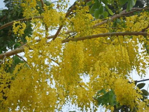 Muồng hoàng yến (hoa bò cạp vàng, hoa osaka). Hoa muồng hoàng yến có màu vàng thành từng chùm rực rỡ, thường nở từ tháng 6 đến tháng 9 hàng năm. Chùm hoa dài, rủ xuống, dài 20-40 cm, cụm hoa lớn, rất đẹp. Nhưng nó có thể gây ngộ độc cho con người nếu vô tình ăn phải. Ảnh: trongraulamvuon