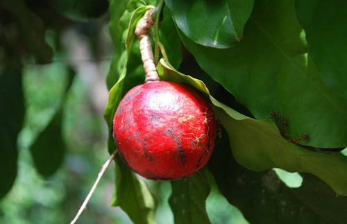 Quả móc gai. Cây móc gai hay móc hùm có quả hơi giống quả dâu da đất. Ruột quả có một lớp cơm nhầy bao bọc trông khá hấp dẫn. Tuy vậy, đây là nơi chứa chất glycosid có thể gây ức chế thần kinh trung ương dẫn đến tử vong. Ảnh: phunutoday