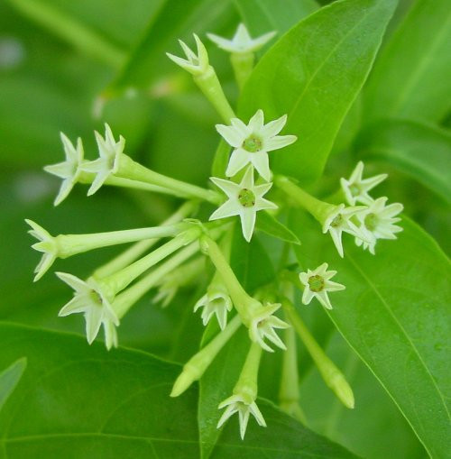 Hoa dạ hương. Vào ban đêm, loài hoa tuyệt đẹp này phát tán ra rất nhiều các hạt nhỏ có tác dụng kích thích khứu giác. Người ta thường trồng một bụi nhỏ hoa này quanh nhà vì chúng có tác dụng đuổi muỗi. Ảnh: giaoduc