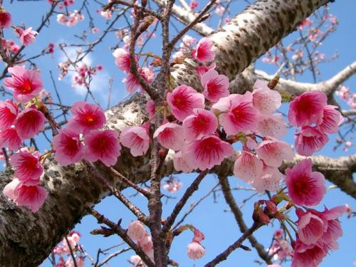  Hoa anh đào được xem là quốc hoa của Nhật Bản. Với người Nhật, hoa anh đào tượng trưng cho sự mong manh, tinh khiết và sự may mắn. Cũng bởi thế mà việc thưởng thức món ăn chế biến từ loại hoa xinh đẹp này được xem là một cách mang lại may mắn. Ảnh: tinmoitruong