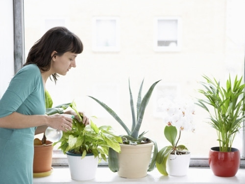 Trồng cây để cải thiện tâm trạng. Nghiên cứu tại đại học Exeter đã nhận thấy, lá cây có thể thúc đẩy tâm trạng của bạn tốt hơn. Càng trồng nhiều cây ở nơi bạn sống, tâm trạng càng được cải thiện. Đó là nguyên do những người sống ở nông thôn lại có tuổi thọ cao hơn thành phố. 