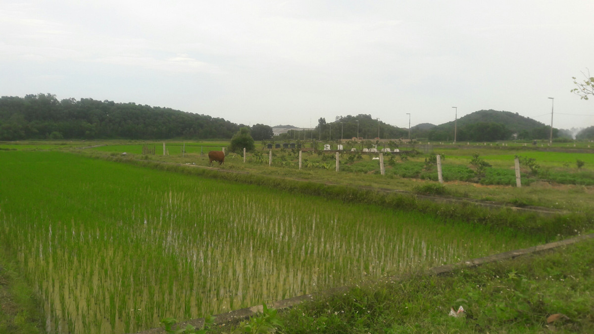 Đất ruộng bị ảnh hưởng từ bãi rác Nam Sơn. 