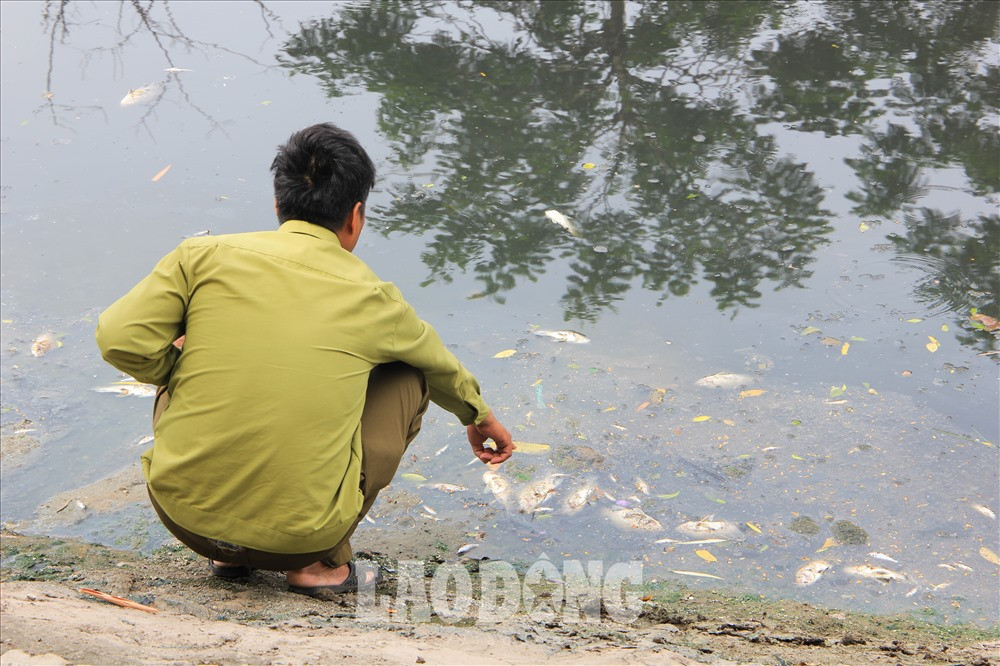 Ông Trần Văn Tiến, 54 tuổi, sống tại đường Nguyễn Đình Hoàn (quận Cầu Giấy, Hà Nội) cho biết: “Hiện tượng cá chết xuất hiện từ đêm hôm qua, bốc mùi rất hôi thối. Người dân sinh sống tại đây cảm thấy vô cùng khó chịu trước tình trạng này”.