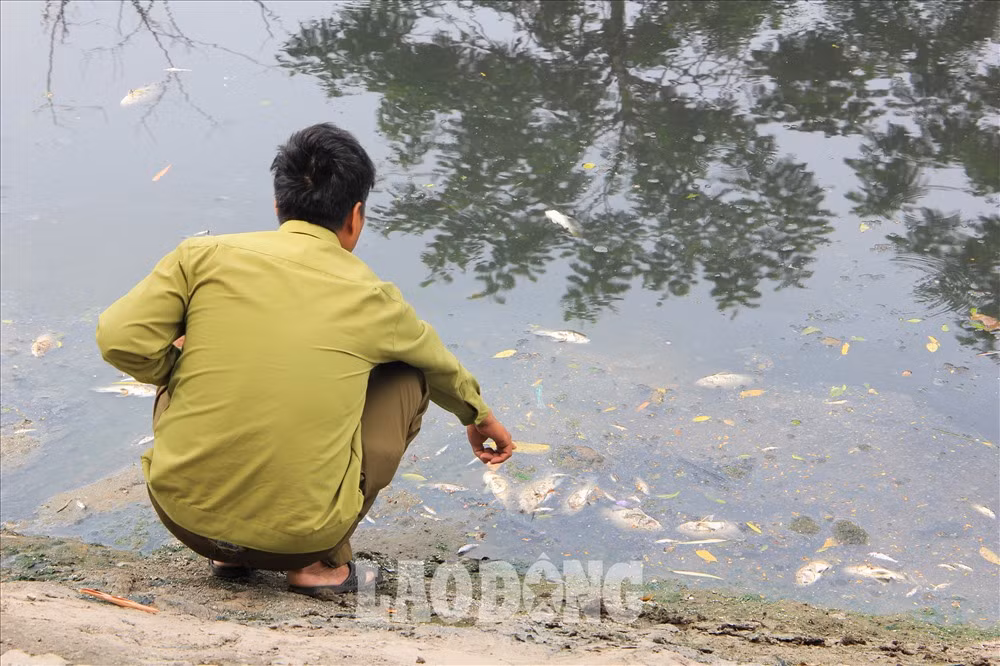 Ông Trần Văn Tiến, 54 tuổi, sống tại đường Nguyễn Đình Hoàn (quận Cầu Giấy, Hà Nội) cho biết: “Hiện tượng cá chết xuất hiện từ đêm hôm qua, bốc mùi rất hôi thối. Người dân sinh sống tại đây cảm thấy vô cùng khó chịu trước tình trạng này”.