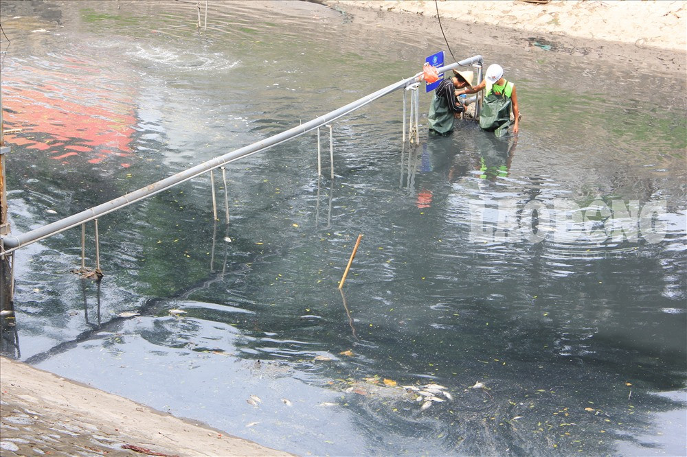 Nhưng ngay cạnh khu vực đó, cũng xuất hiện tình trạng cá chết. 