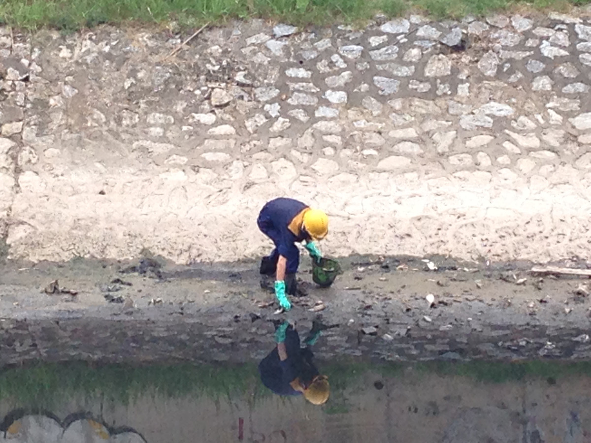 Rất nhiều xác cá chết đã được thu gom.