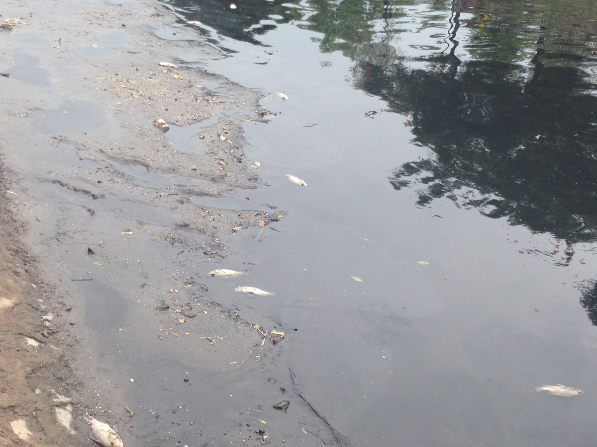 Nhiều đoạn sông Tô Lịch nhiều cá chết trôi dạt vào bờ.