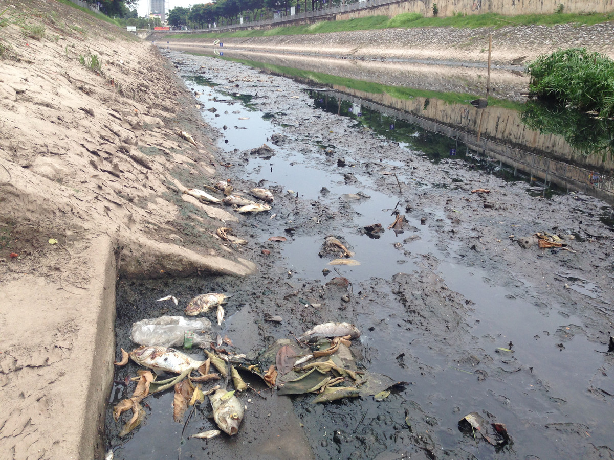 Tuy nhiên, dọc bờ sông vẫn có rất nhiều vẫn có nhiều xác cá chết gây mùi hôi thối bốc ra nồng nặc.