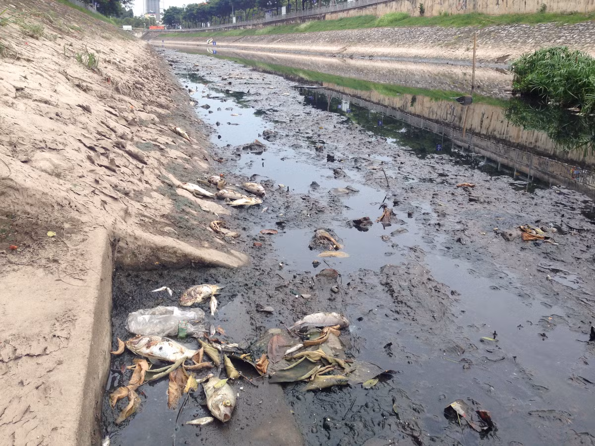 Tuy nhiên, dọc bờ sông vẫn có rất nhiều vẫn có nhiều xác cá chết gây mùi hôi thối bốc ra nồng nặc.