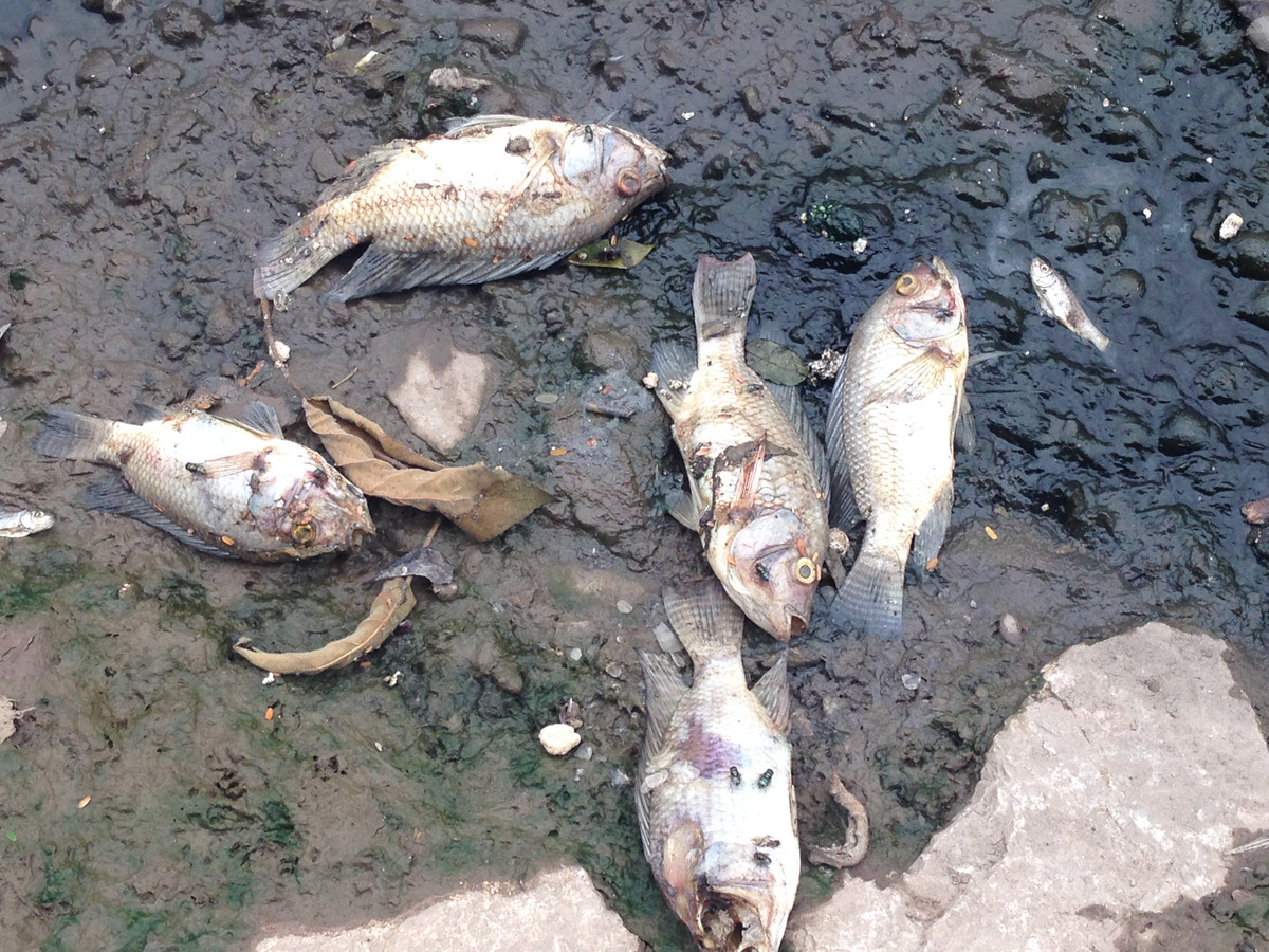 Hầu hết cá chết ở sông Tô Lịch chủ yếu là cá rô phi.