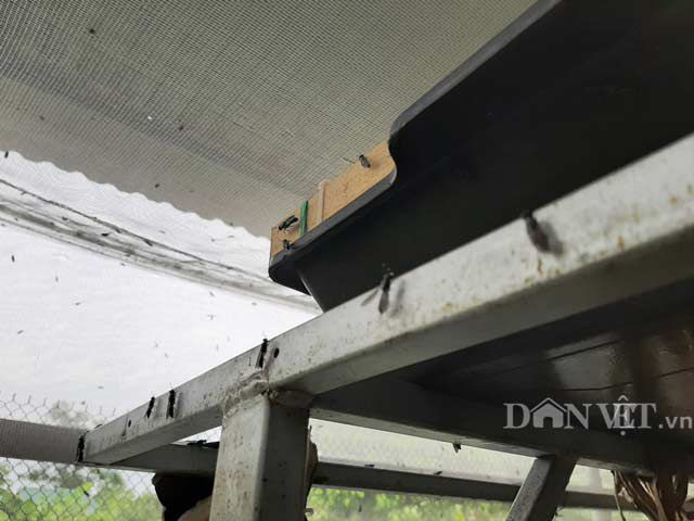 Chuyen la Thanh Hoa: Nuoi loai ruoi chet... qua som, kiem bon tien-Hinh-2