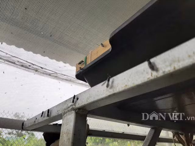 Chuyen la Thanh Hoa: Nuoi loai ruoi chet... qua som, kiem bon tien-Hinh-2