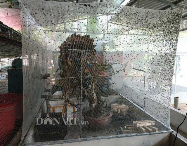 Chuyen la Thanh Hoa: Nuoi loai ruoi chet... qua som, kiem bon tien