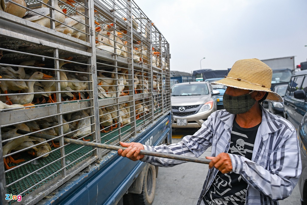 Ông Kiều Văn Trung (quê Thái Nguyên) gạt đàn vịt bầu gần 1.000 con để chúng không đè lên nhau. Ông cho biết một số con đã chết do đợi quá lâu dưới nắng nóng. “Đàn vịt đẻ tôi mua với giá 100.000 đồng/con. Nếu không thả nó ra nhanh thì khoảng một tiếng nữa sẽ chết khoảng một nửa”, ông Trung nói.