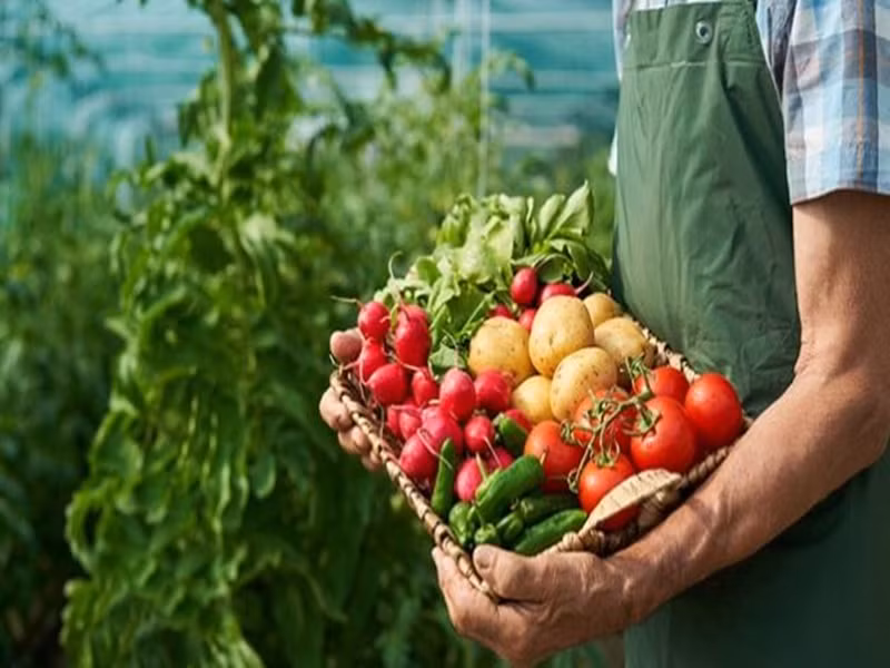 Hiện, cặp đôi kiếm được 250.000 Rupee/tháng (~78 triệu đồng) từ dự án khởi nghiệp này. Ngoài trồng nấm, gần đây, cặp vợ chồng này còn học cách trồng rau theo phương pháp hữu cơ. Cặp đôi này quan tâm đến sản phẩm hữu cơ vì nó giúp ích cho con người và thiên nhiên.