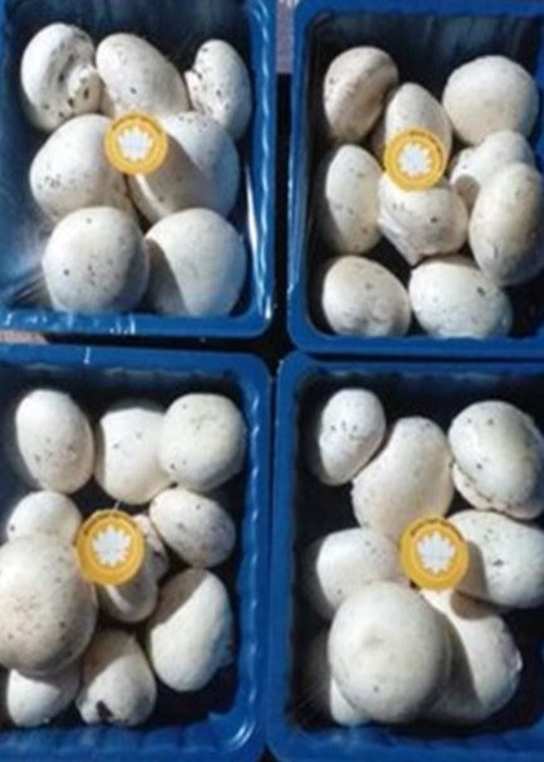 Nói về khó khăn, Satinder cho hay, 2 vợ chồng không có kiến thức nền tảng về nông nghiệp và không được đào tạo về trồng nấm. Họ đã thuê chuyên gia hỗ trợ giai đoạn đầu.