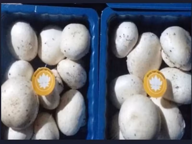 Satinder cho biết, anh liều đổ hết tiền tiết kiệm được vào dự án này và kết quả bước đầu thành công.